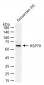 HSP70 Rabbit pAb